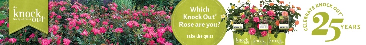 Knock Out® Family of Roses