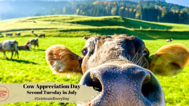 Cow Appreciation Day | Second Tuesday in July