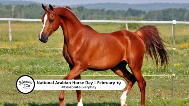 NATIONAL ARABIAN HORSE DAY - February 19 