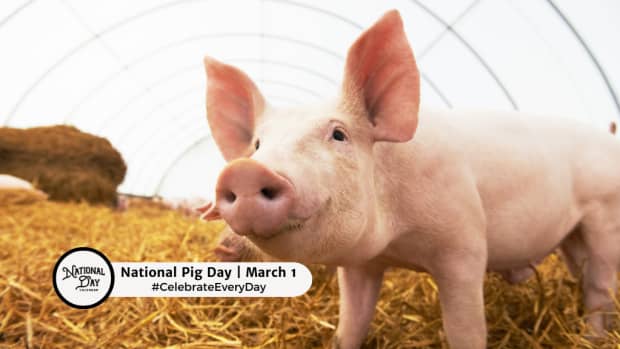 NATIONAL PIG DAY  March 1