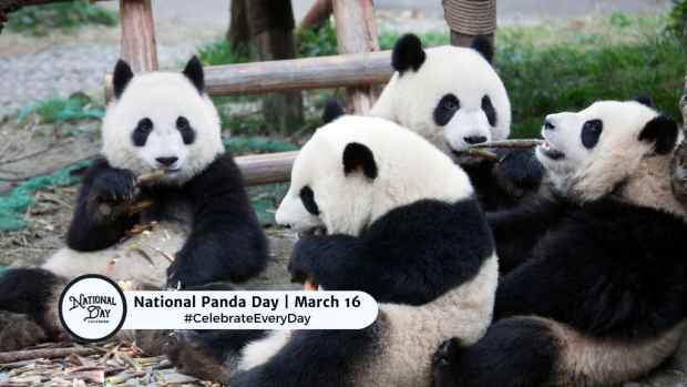 NATIONAL PANDA DAY  March 16