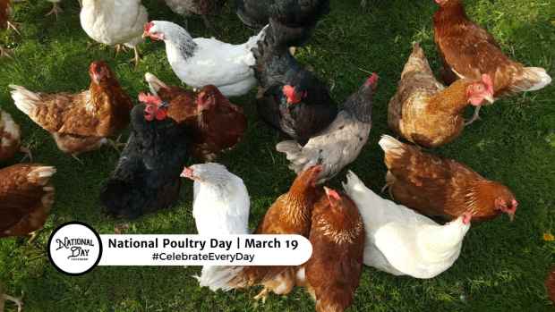 NATIONAL POULTRY DAY  March 19