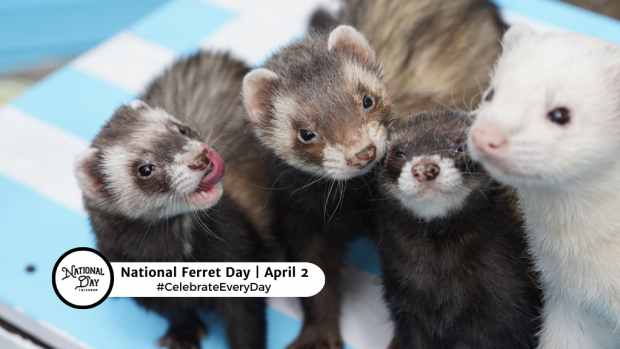 NATIONAL FERRET DAY  April 2