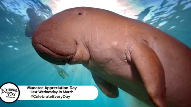 Manatee Appreciation Day | Last Wednesday in March