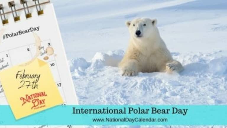 International Polar Bear Day 2023: When Will Polar Bears Go Extinct?