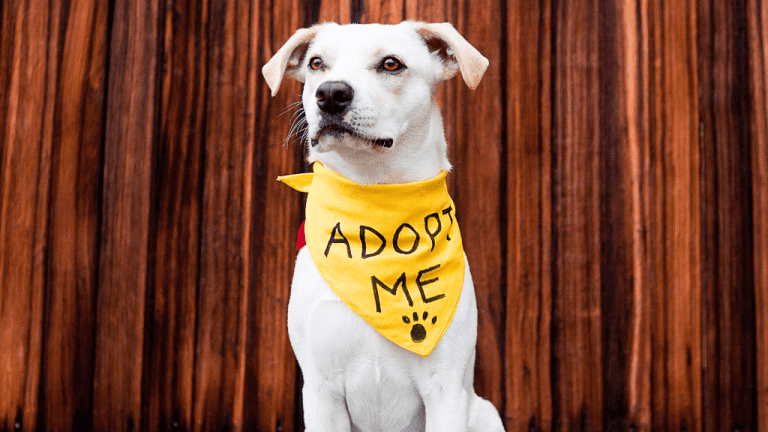 Pet Adoption Day Pet Adoption Day