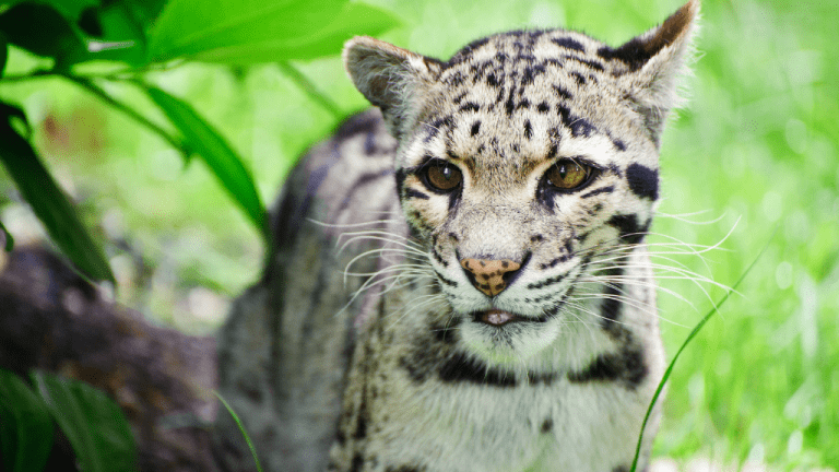 INTERNATIONAL CLOUDED LEOPARD DAY | August 4 - National Day Calendar