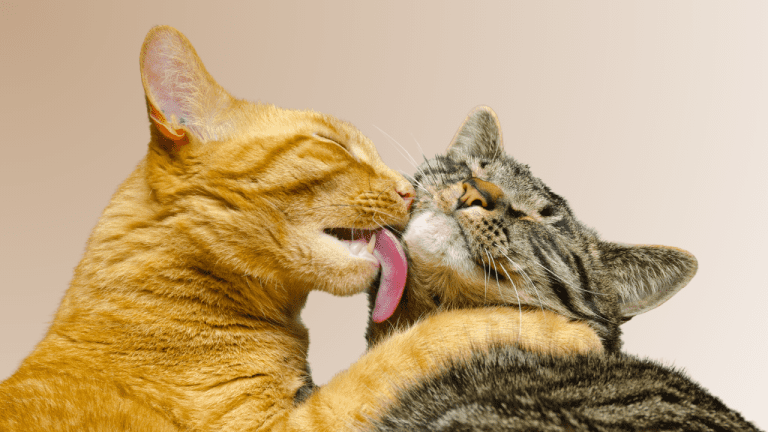 GLOBAL CAT DAY October 16 National Day Calendar