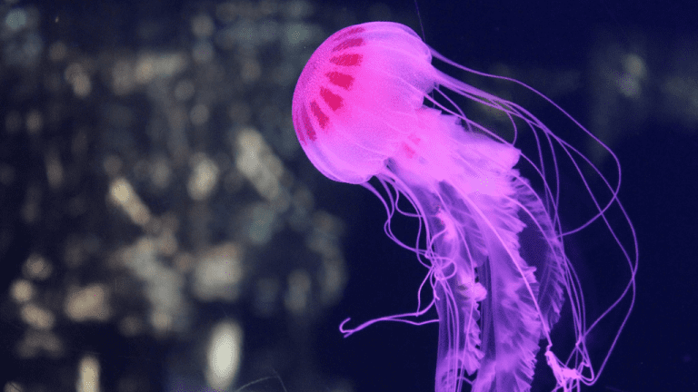 WORLD JELLYFISH DAY - November 3 - National Day Calendar