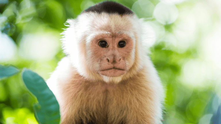 Monkey Day – Fun Holiday