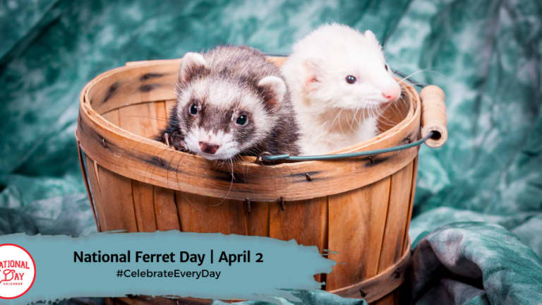 Ferret 2025 eating mice