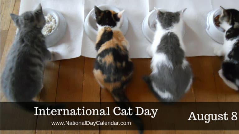 Cat outlet day 2020