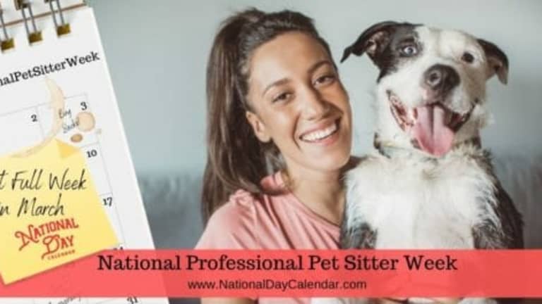 Dog sitting for a week online