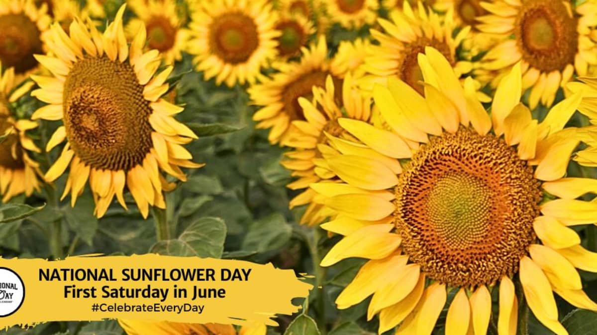 Sunflower outlet