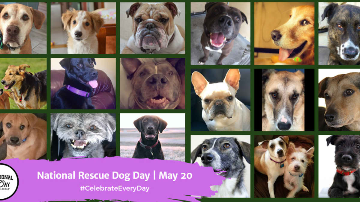 National adopt a hotsell dog day 2019