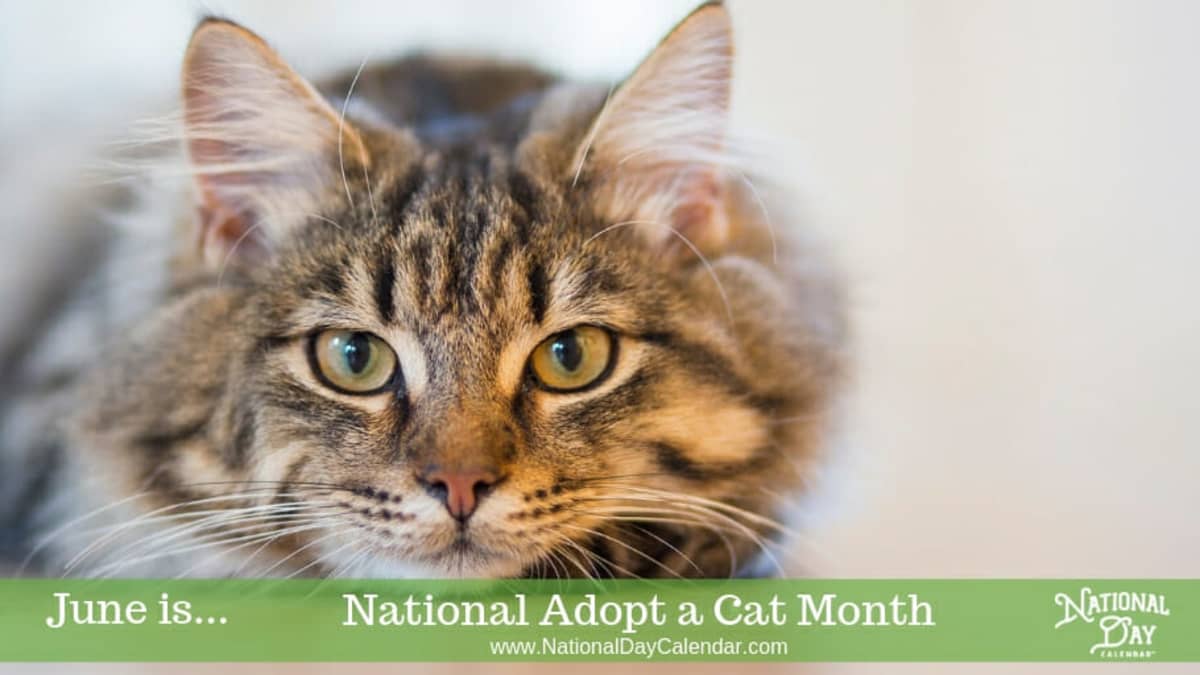 National Adopt a Cat Month June National Day Calendar