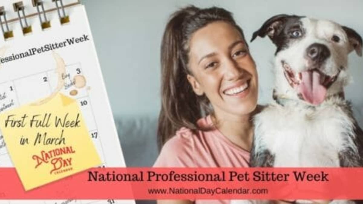 Professional dog store sitter