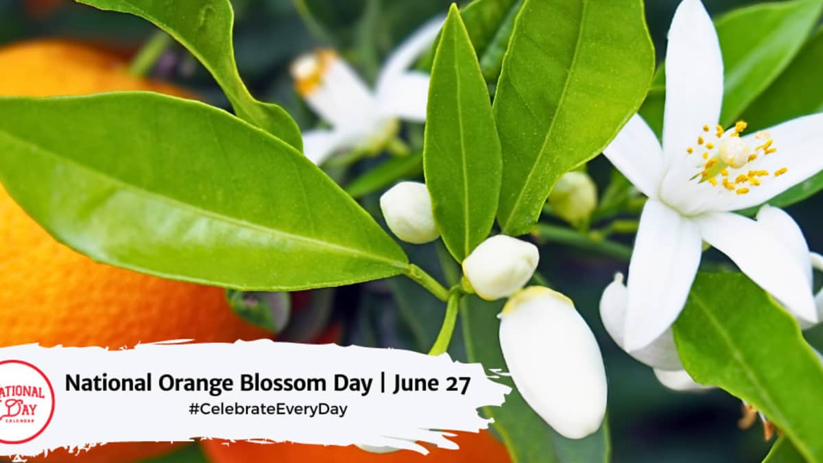 NATIONAL ORANGE BLOSSOM DAY June 27 National Day Calendar