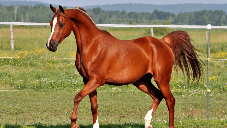 Arabian Horse