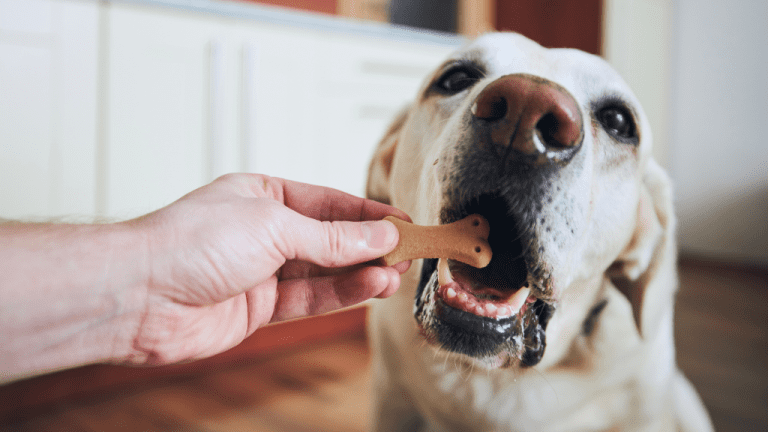 International dog hot sale biscuit day