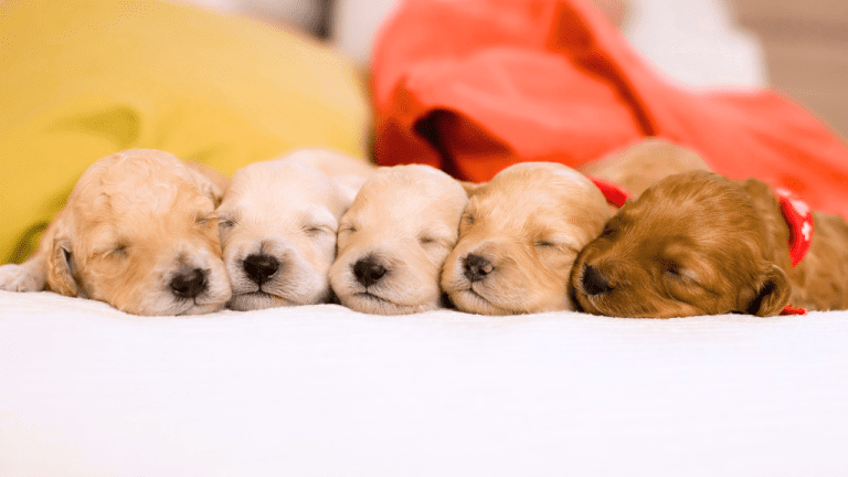 NATIONAL PUPPY DAY March 23 National Day Calendar