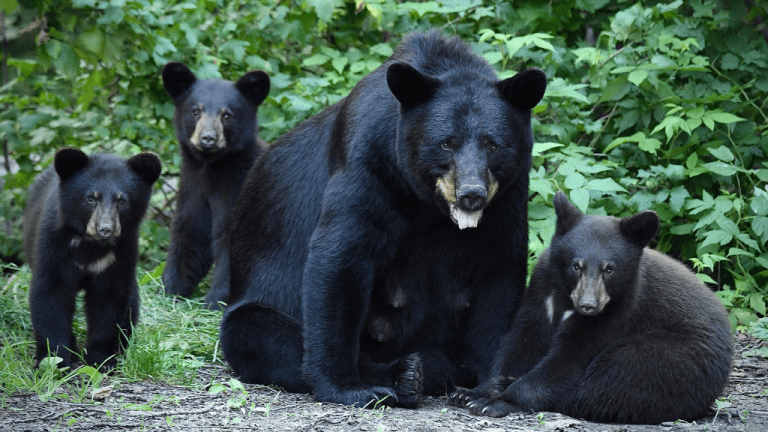 NATIONAL BLACK BEAR DAY June 1 National Day Calendar