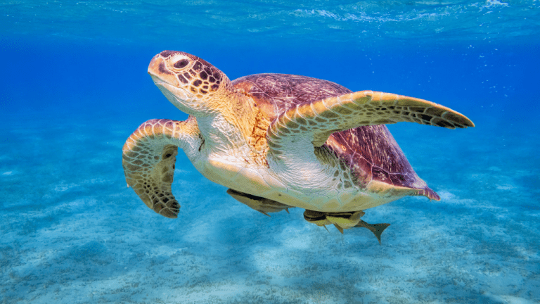 WORLD SEA TURTLE DAY June 16 National Day Calendar