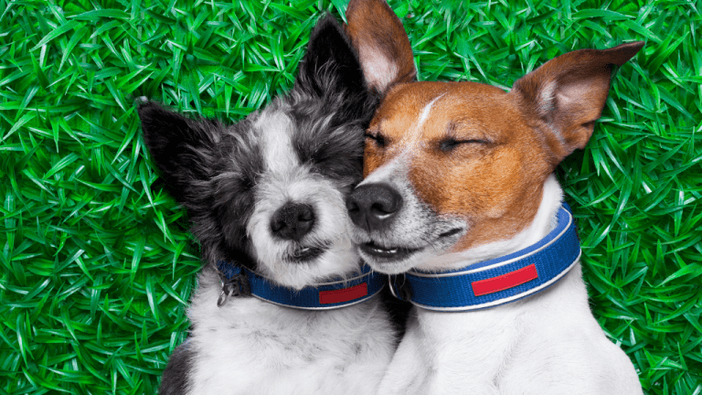 NATIONAL DOG MONTH August National Day Calendar