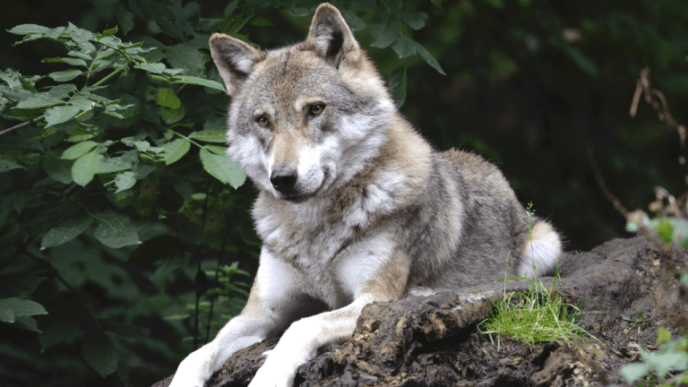 NATIONAL WOLF AWARENESS WEEK Third Week in October National