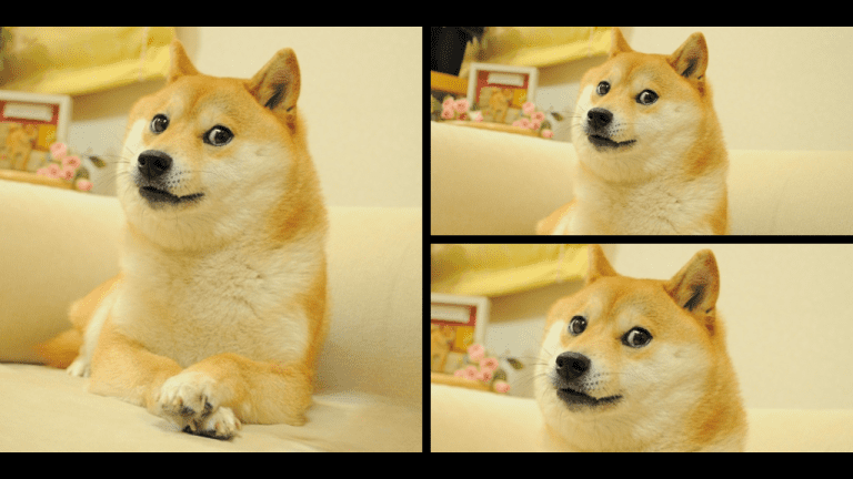 Doge pup discount