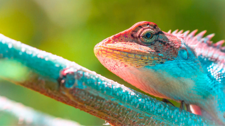 Reptile websites clearance