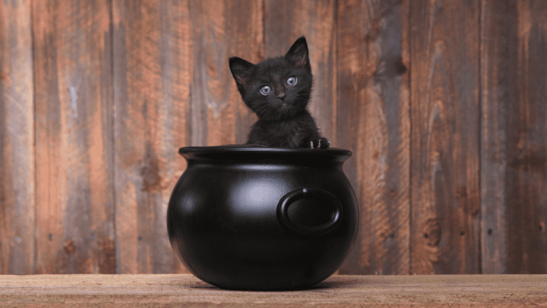 Black cat day on sale