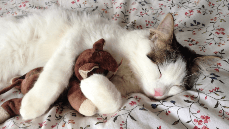 NATIONAL CAT DAY October 29 National Day Calendar
