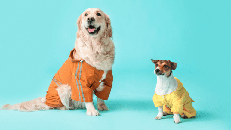 Dress up your dog shop