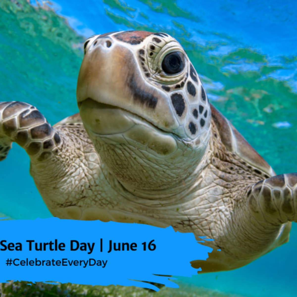 WORLD SEA TURTLE DAY - June 16 - National Day Calendar