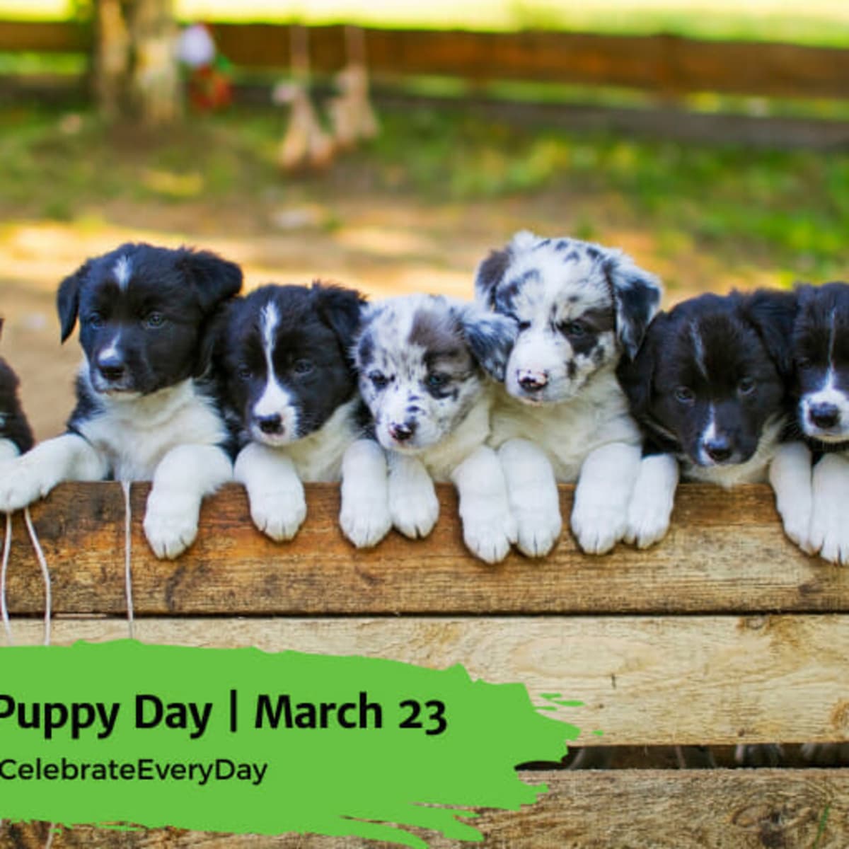 March 23 is National Puppy Day. I mean, for me, every day is National Puppy  Day, and the same goes for most of my frie…