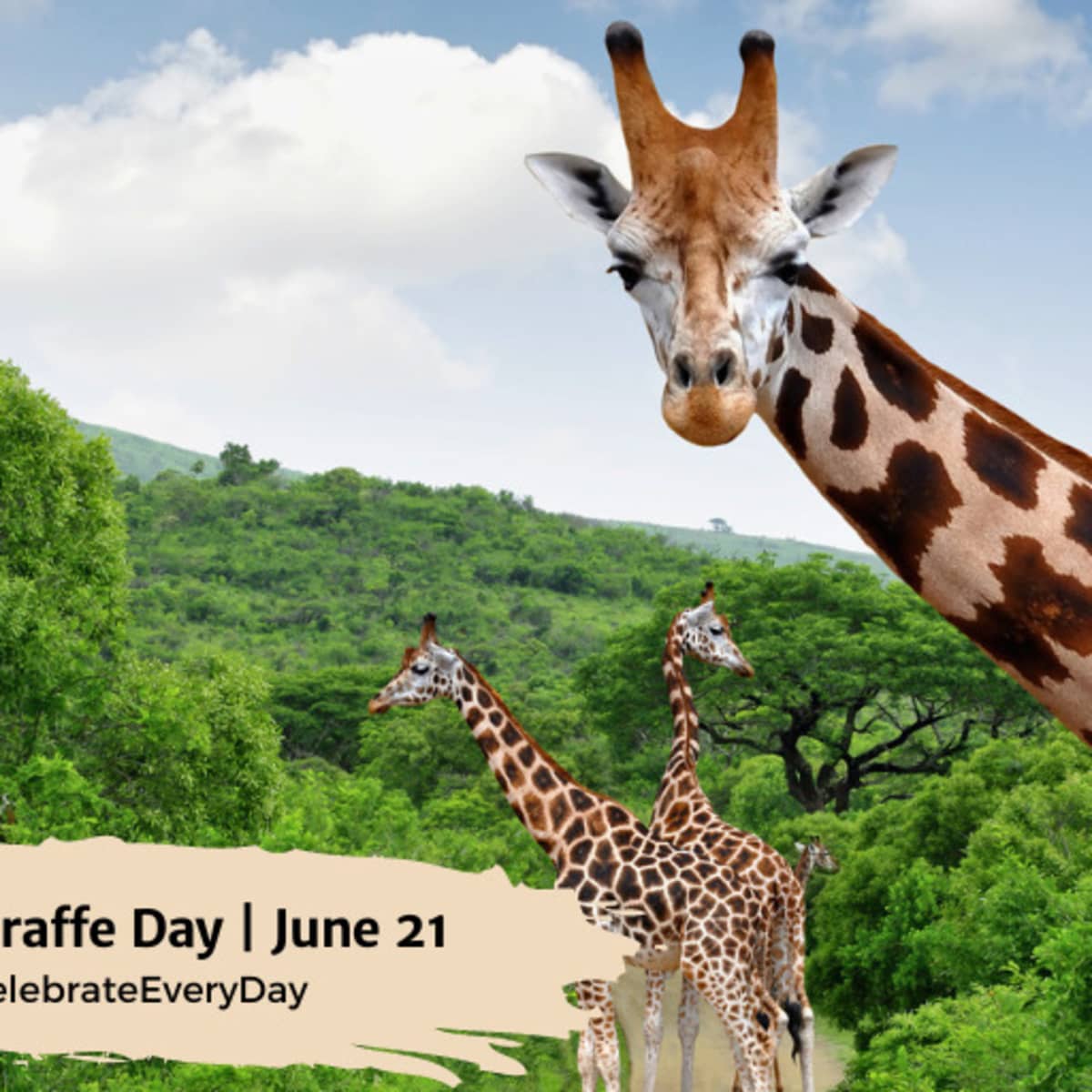 Giraffe giraffe what will you wear today (Em Portugues do Brasil)