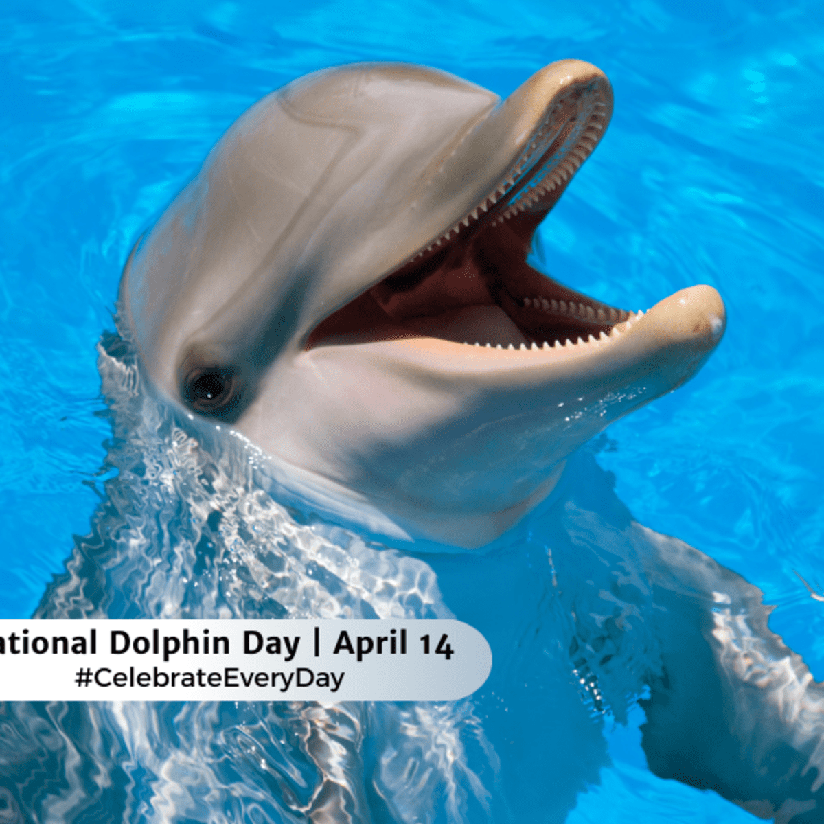 Dolphin NATIONAL DOLPHIN DAY - April 14 - National Day Calendar