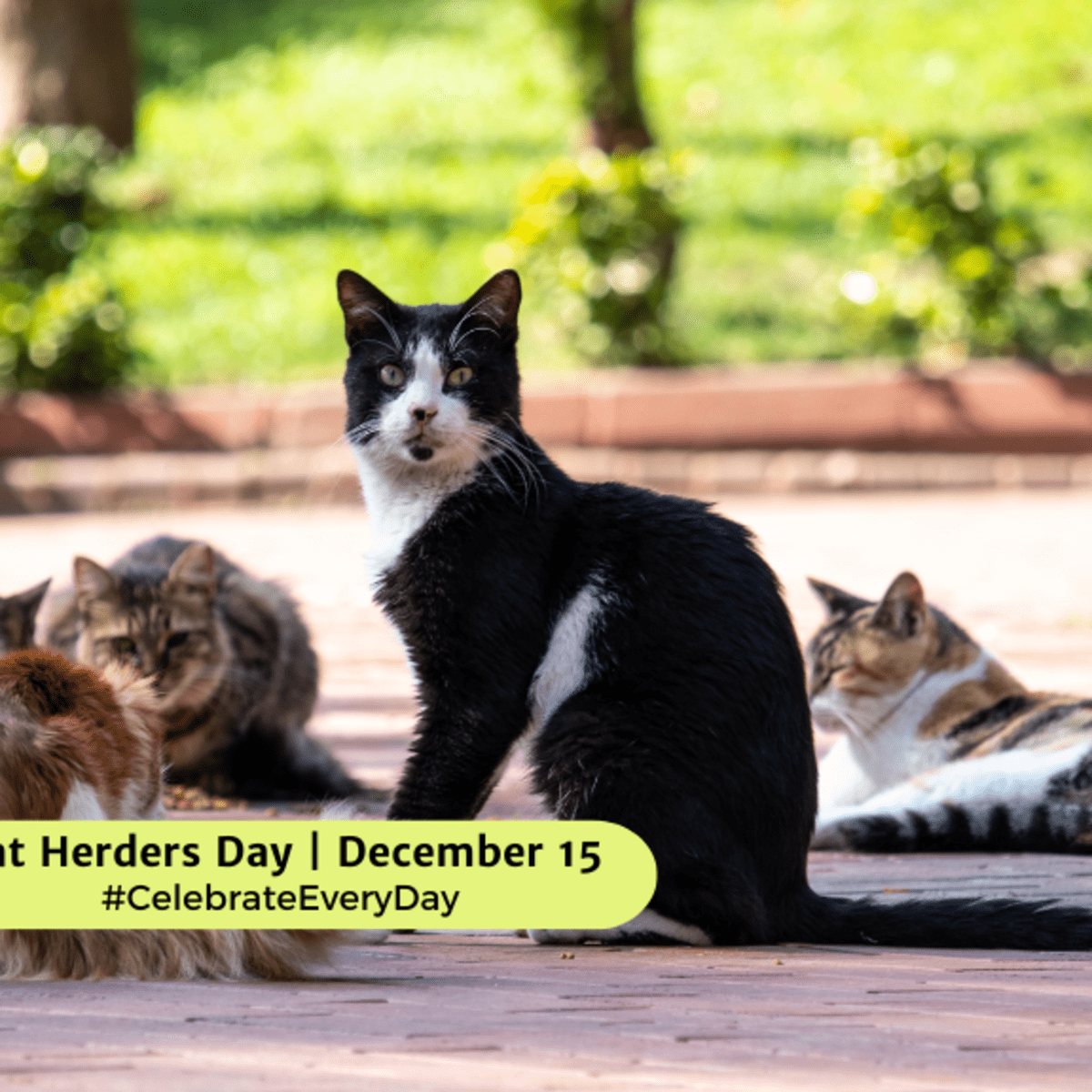 CAT HERDERS DAY - December 15 - National Day Calendar