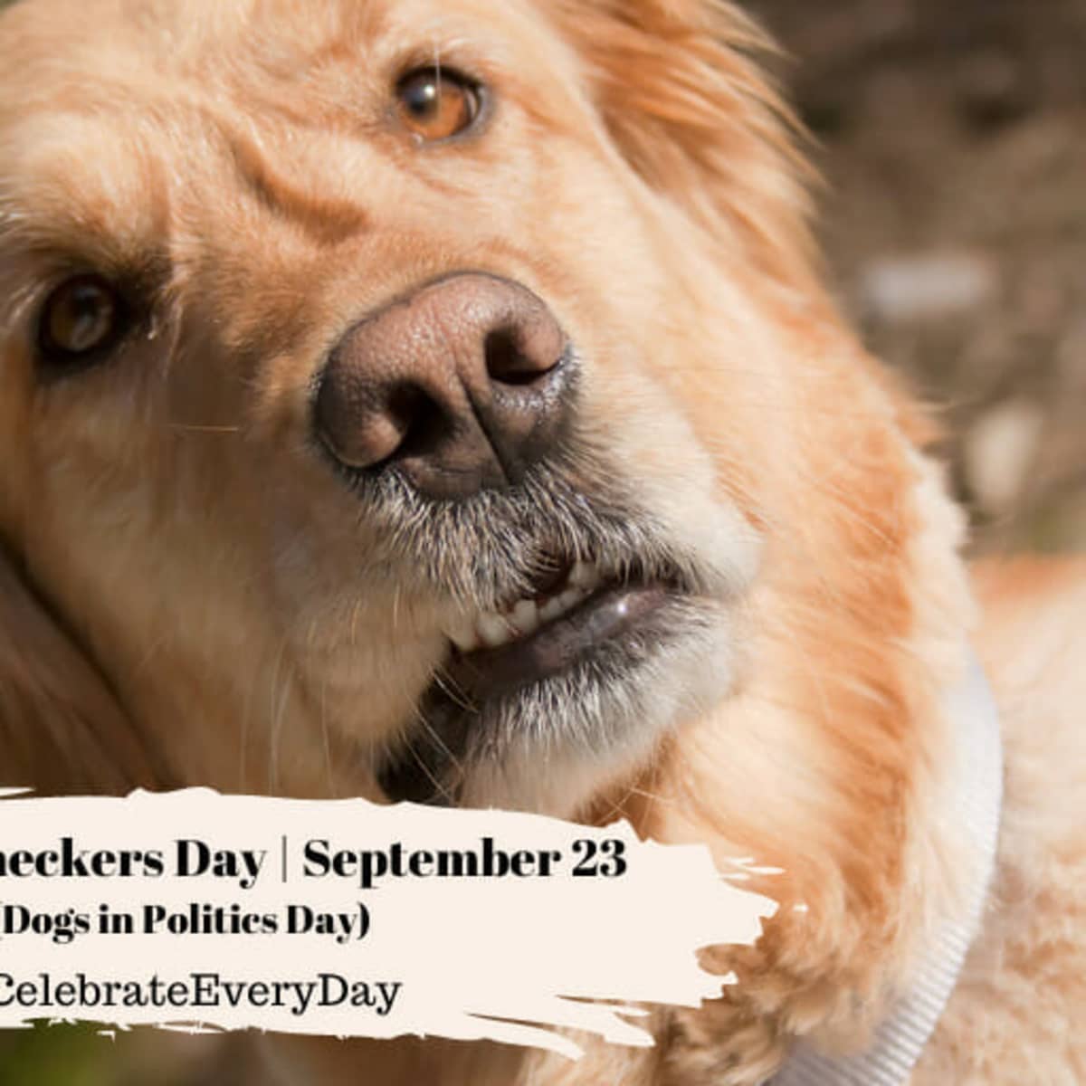 National dogs in politics day online
