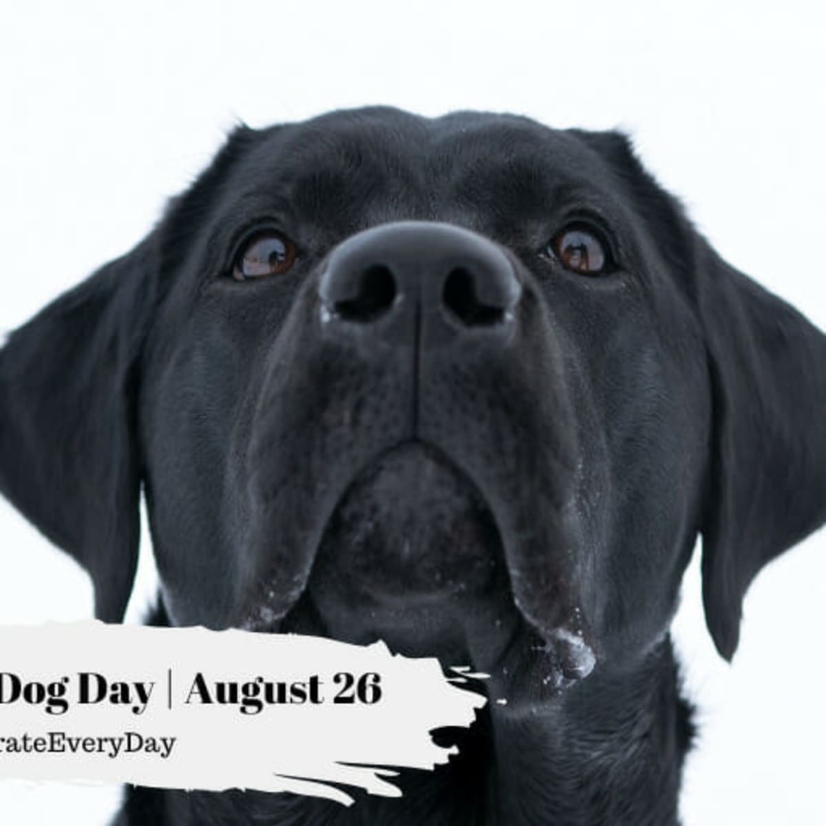 Dog day shop