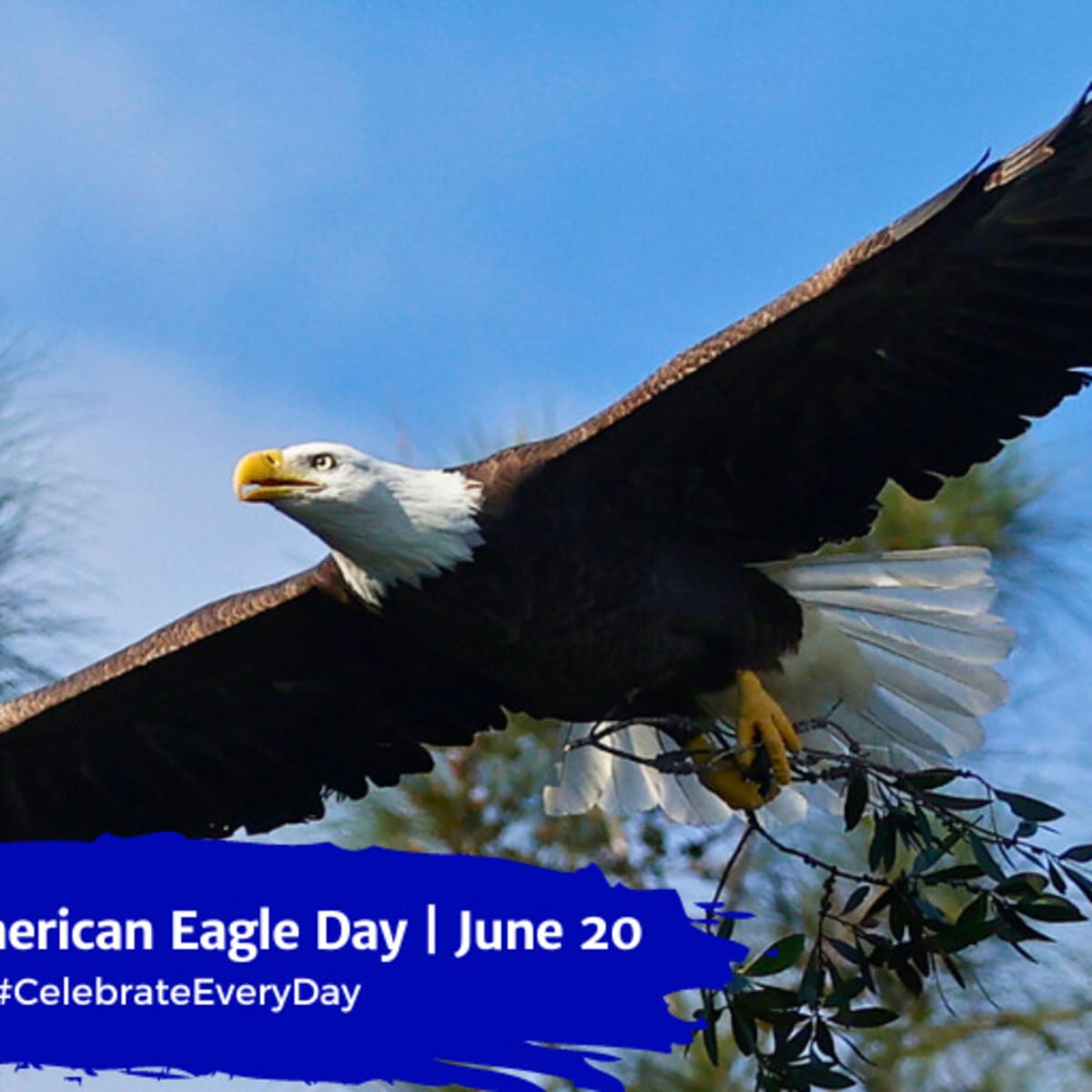 Picture of top american eagle
