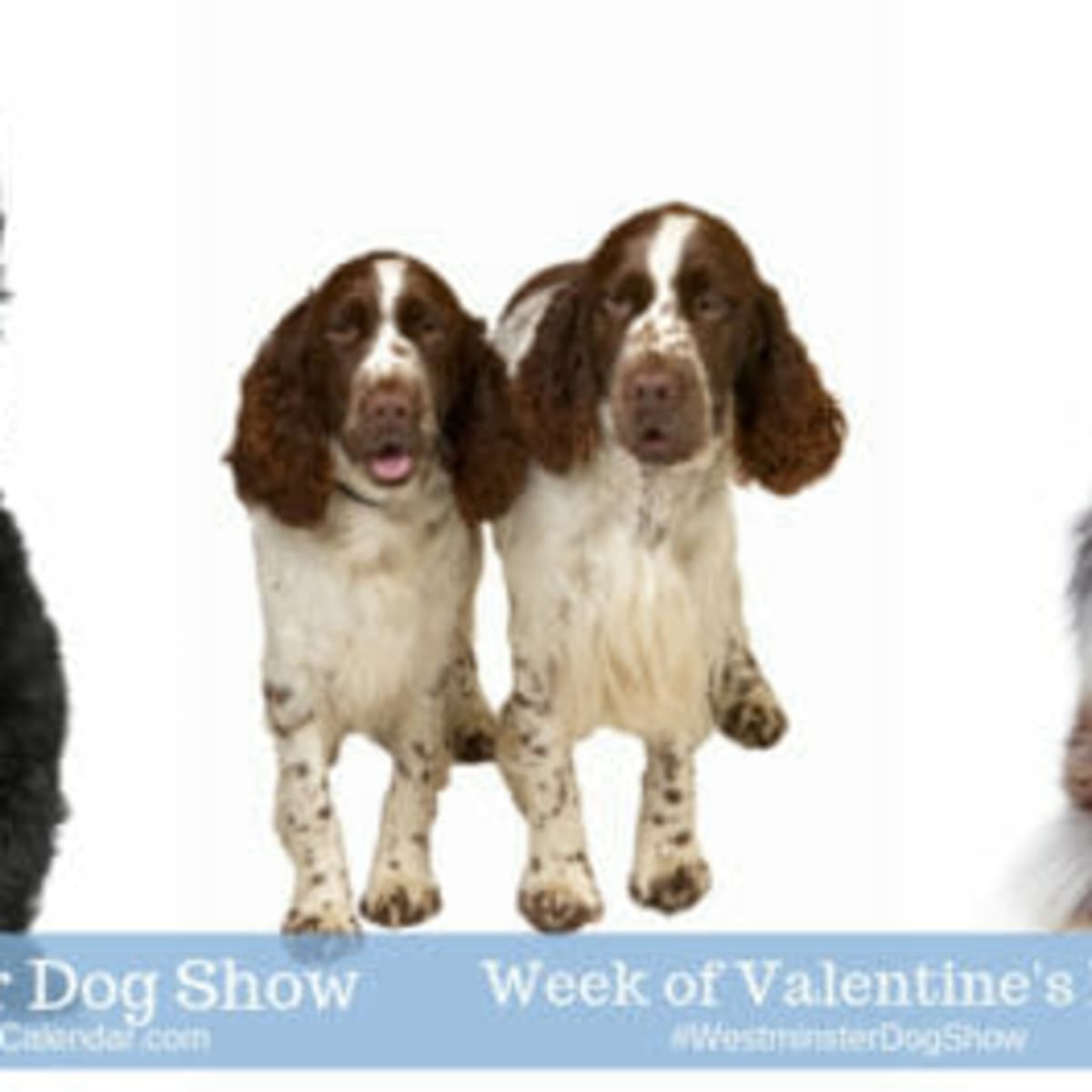 DIAMOND☆DOGS White Valentine Show 2025 78439700007-dogshow.png?crop=