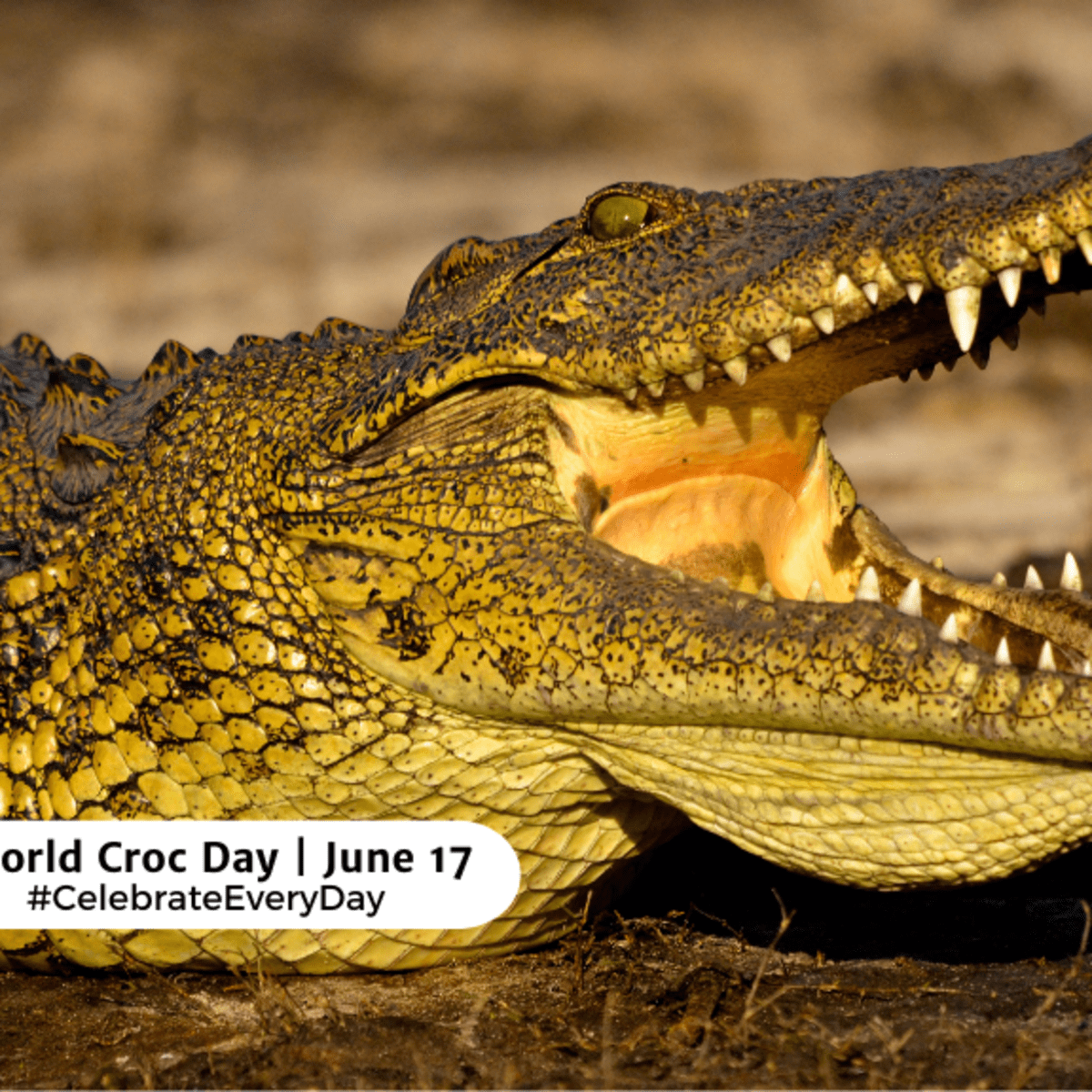 Croc day hotsell