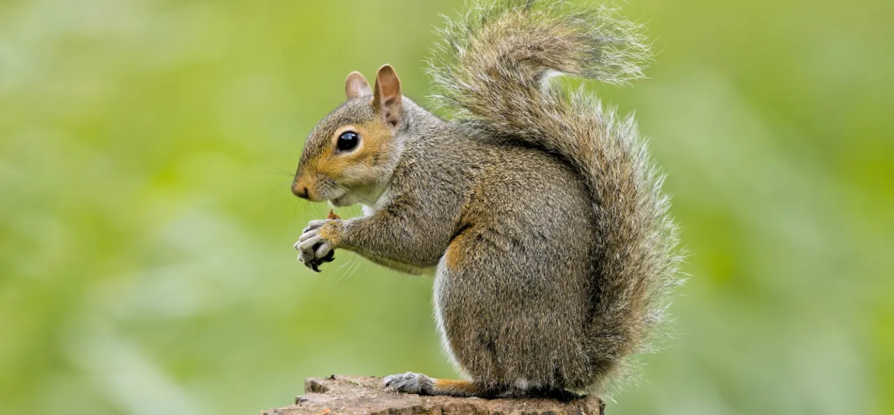 SQUIRREL APPRECIATION DAY January 21