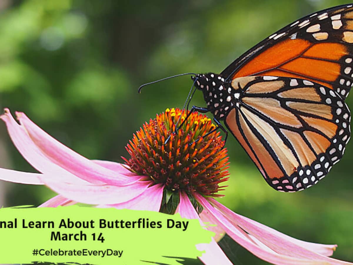 NATIONAL LEARN ABOUT BUTTERFLIES DAY - March 14 - National Day