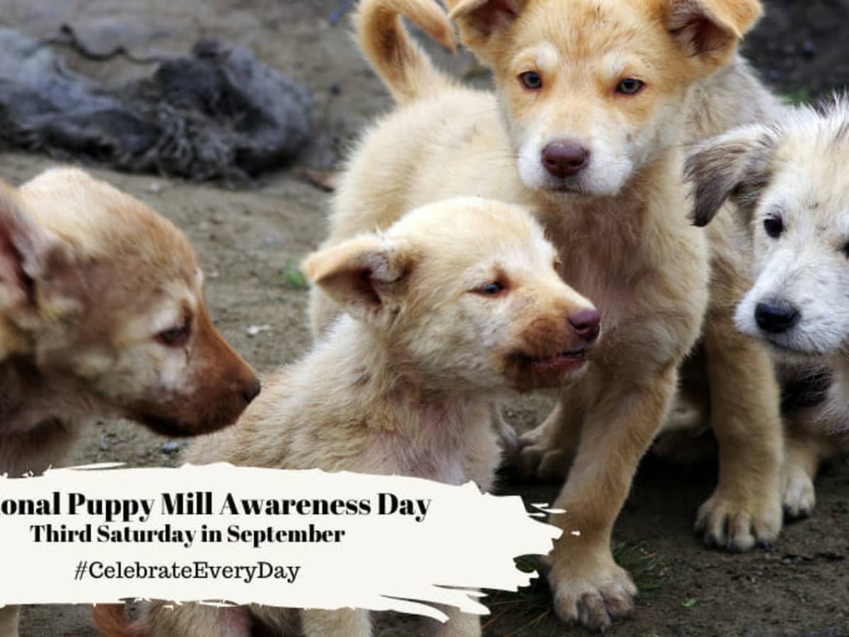 Puppy Mill Awareness Day 2025 Date
