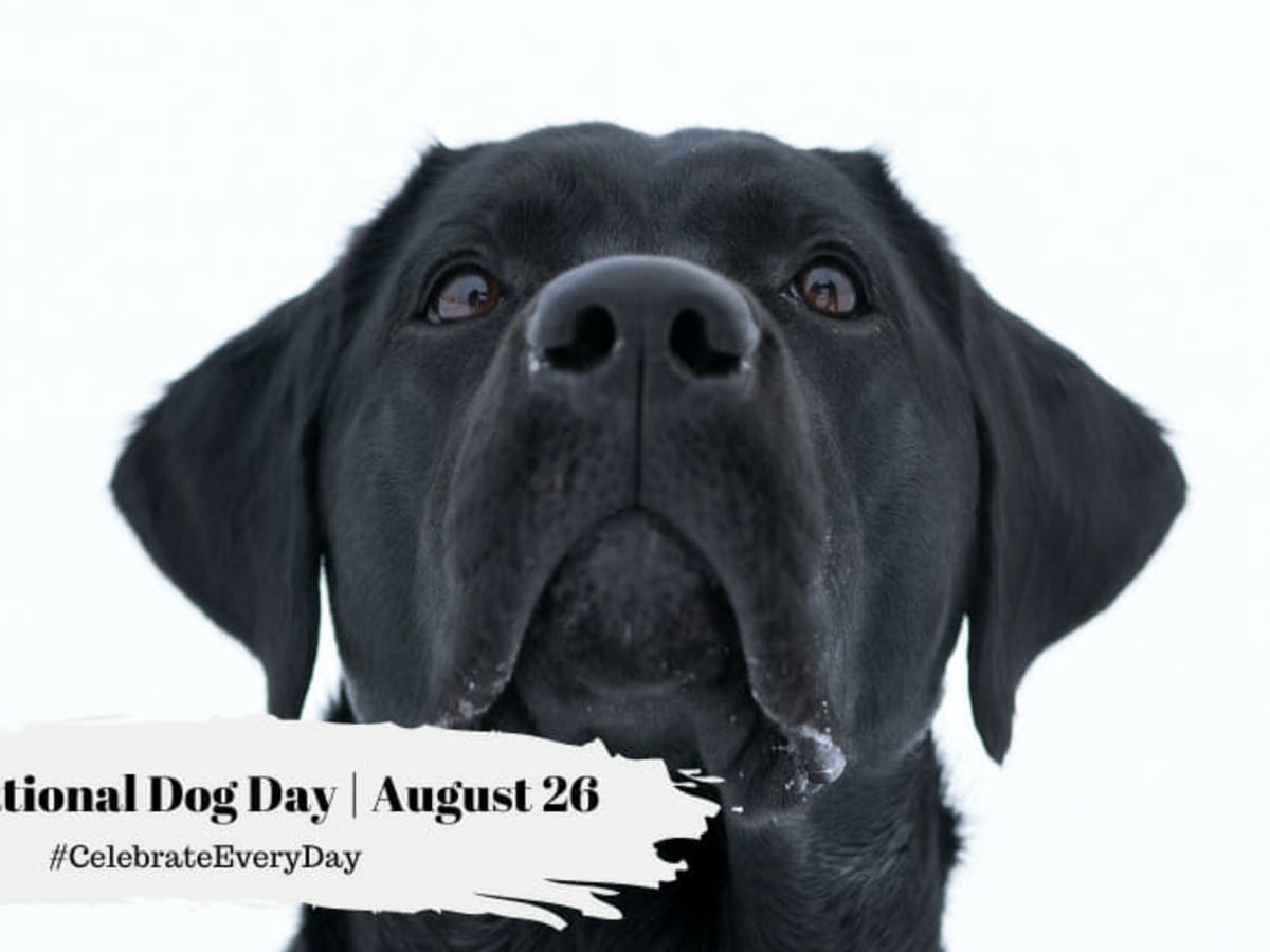 Photos of dogs wearing baseball gear on National Dog Day 