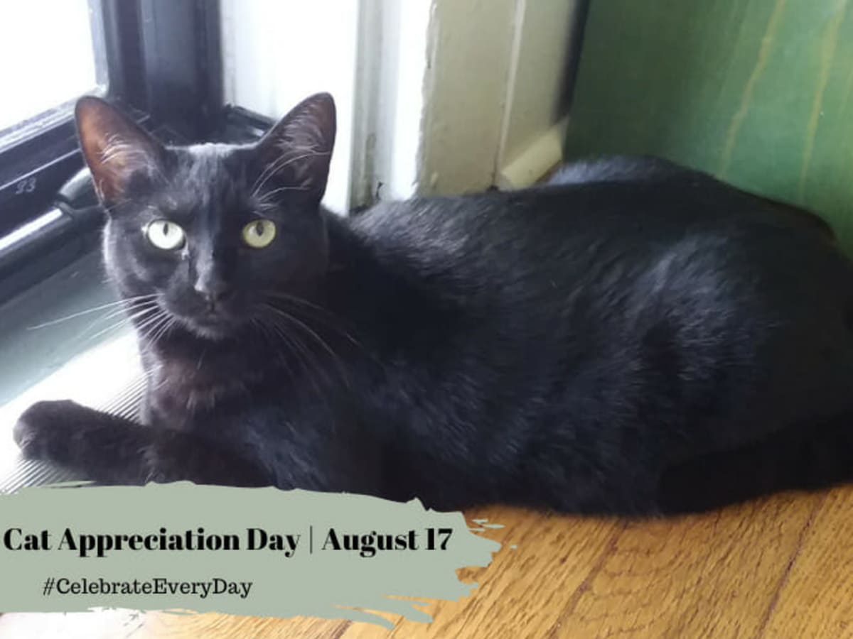 Black cat best sale day