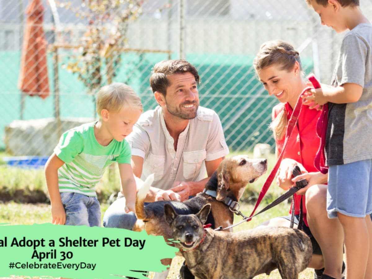 National adopt a shelter pet day store